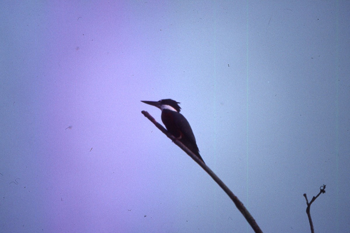 Ringed Kingfisher - ML617303266