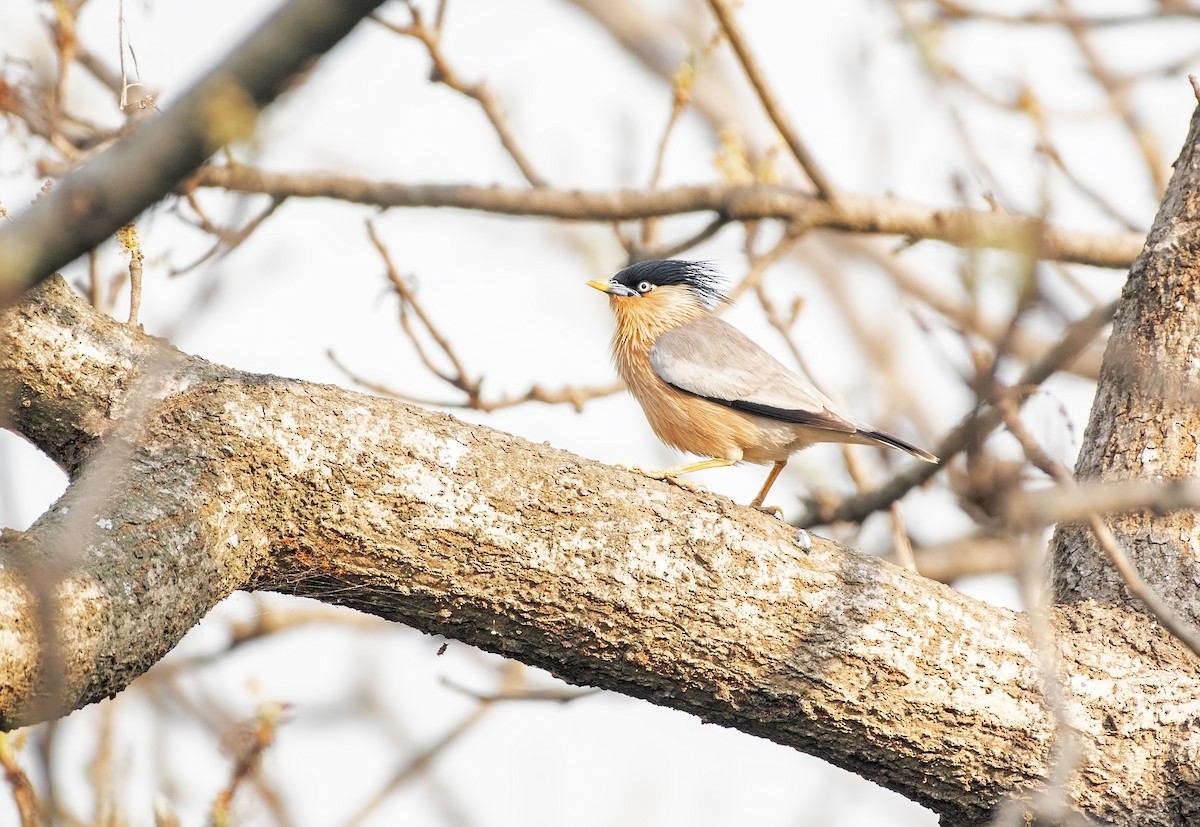 Brahminy Starling - ML617303275