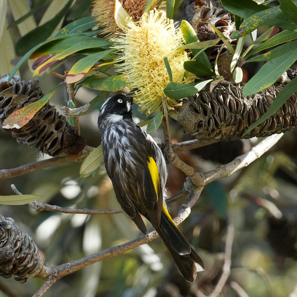 New Holland Honeyeater - ML617303298