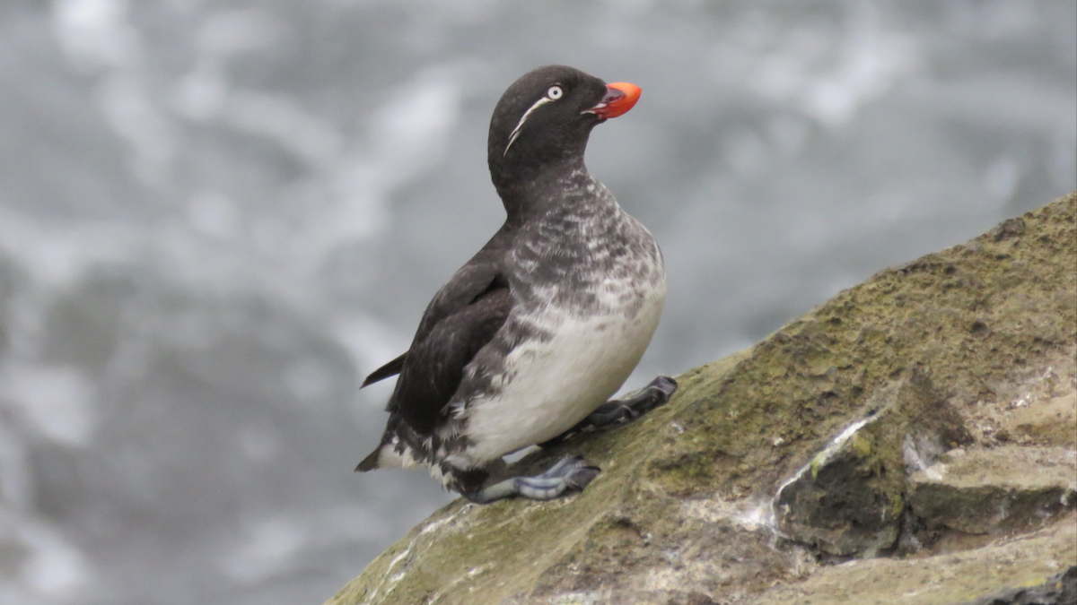 Parakeet Auklet - Ruben  Stoll