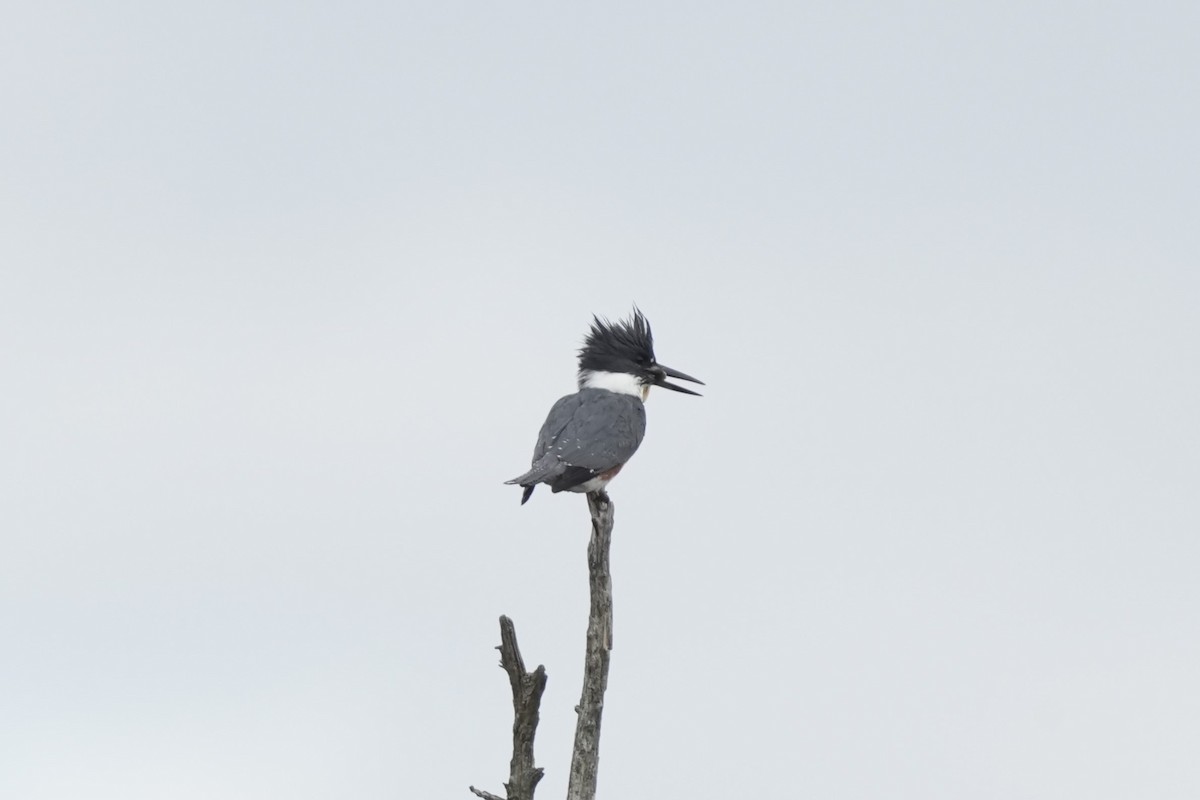 Belted Kingfisher - Matt Myers