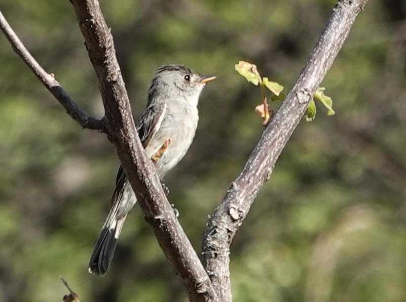 Tumbes Pewee - ML617303329