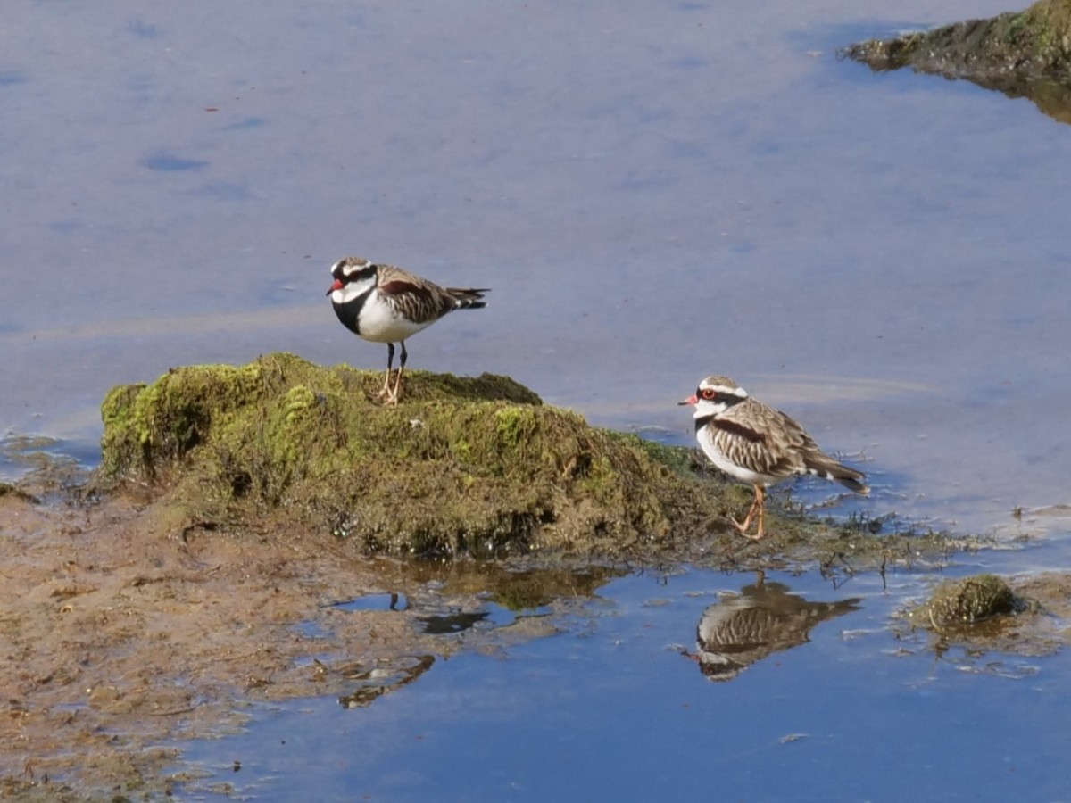 Black-fronted Dotterel - ML617303365