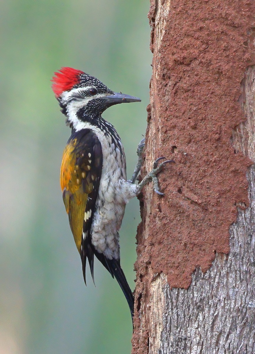 Black-rumped Flameback - ML617303383