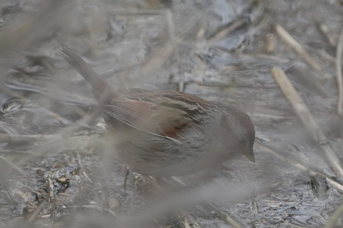 Swamp Sparrow - ML617303389