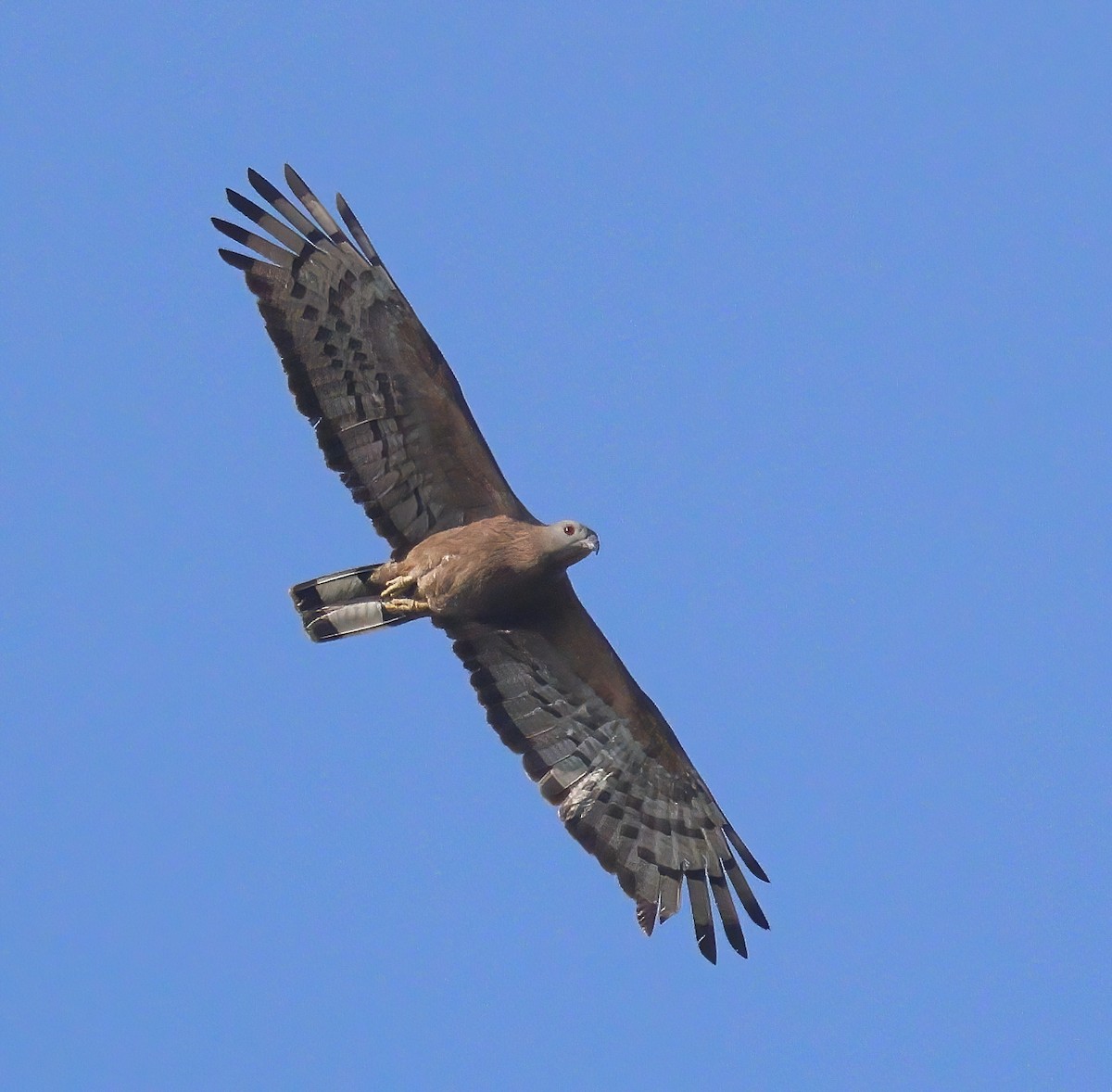 Oriental Honey-buzzard - ML617303398