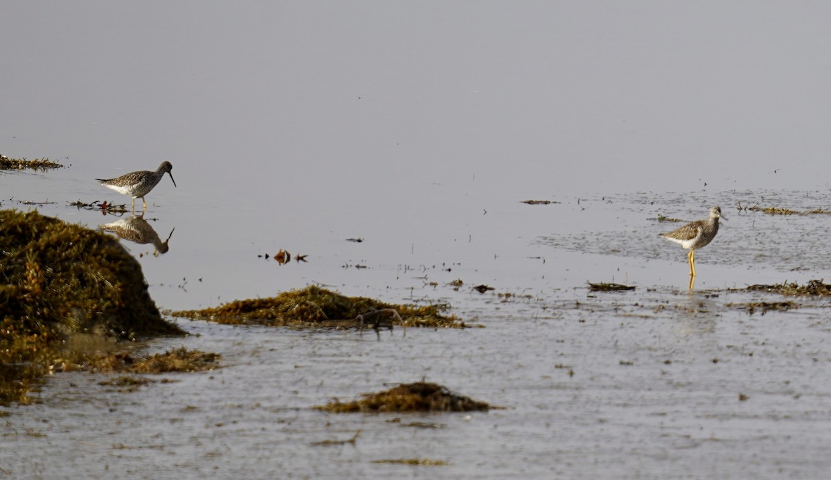 Greater Yellowlegs - Bob Plohr