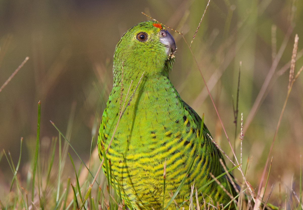 Ground Parrot - ML617303421