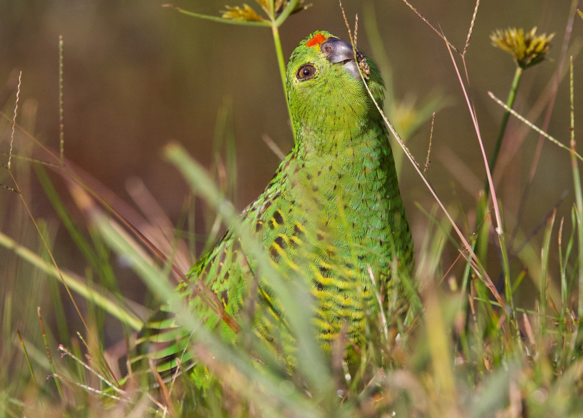 ML617303422 - Ground Parrot - Macaulay Library