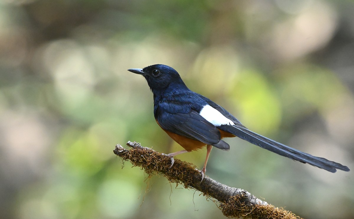 White-rumped Shama - Kedar Tambe