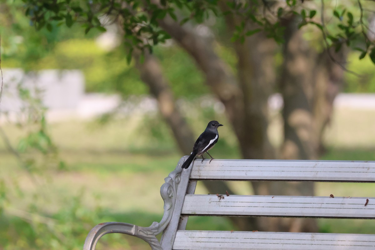 Oriental Magpie-Robin - ML617303525