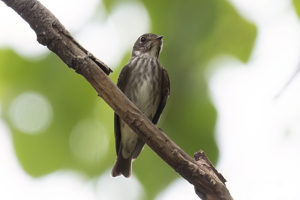 Dark-sided Flycatcher - ML617303533