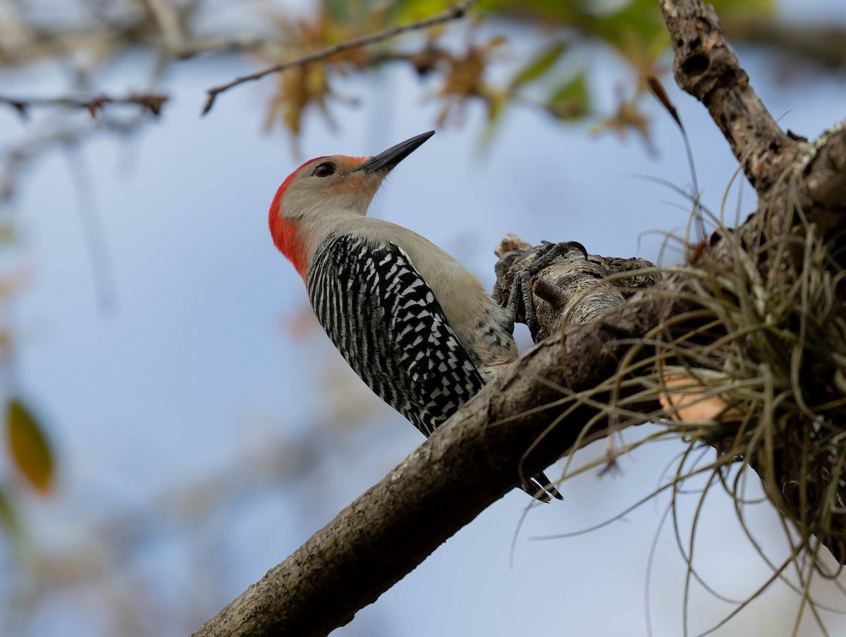 Red-bellied Woodpecker - ML617303539
