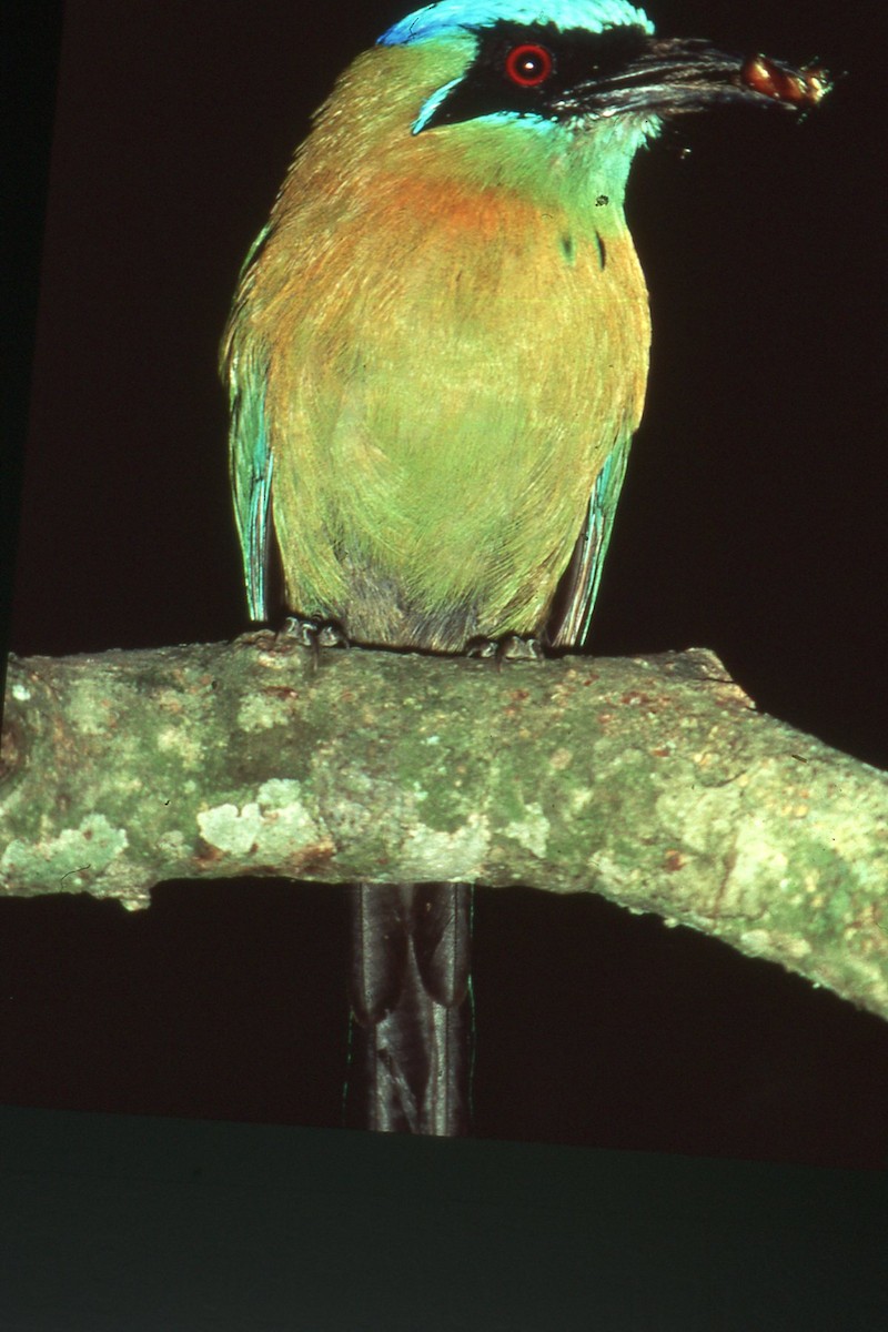 blåpannemotmot - ML617303555