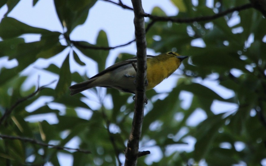 Gelbkehlvireo - ML617303563
