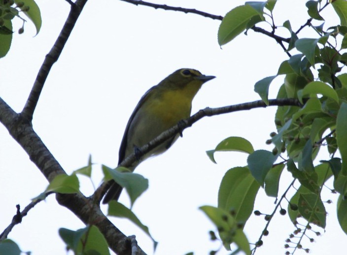 Gelbkehlvireo - ML617303565