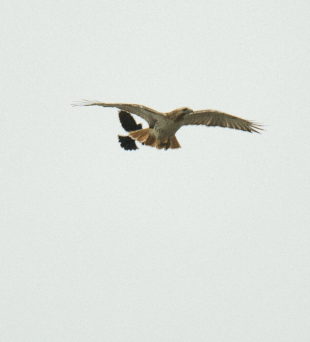 Red-winged Blackbird - ML617303585