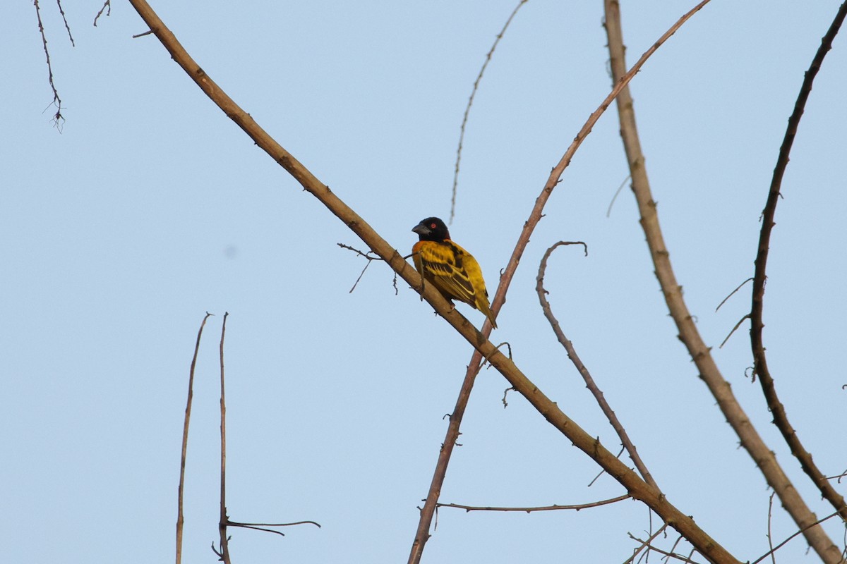 Village Weaver - ML617303612