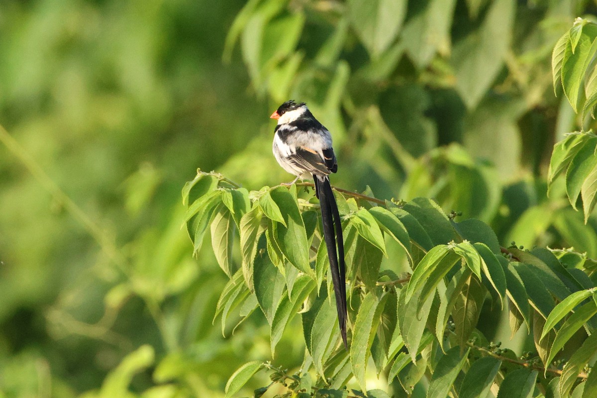 Pin-tailed Whydah - Jonathan Reher