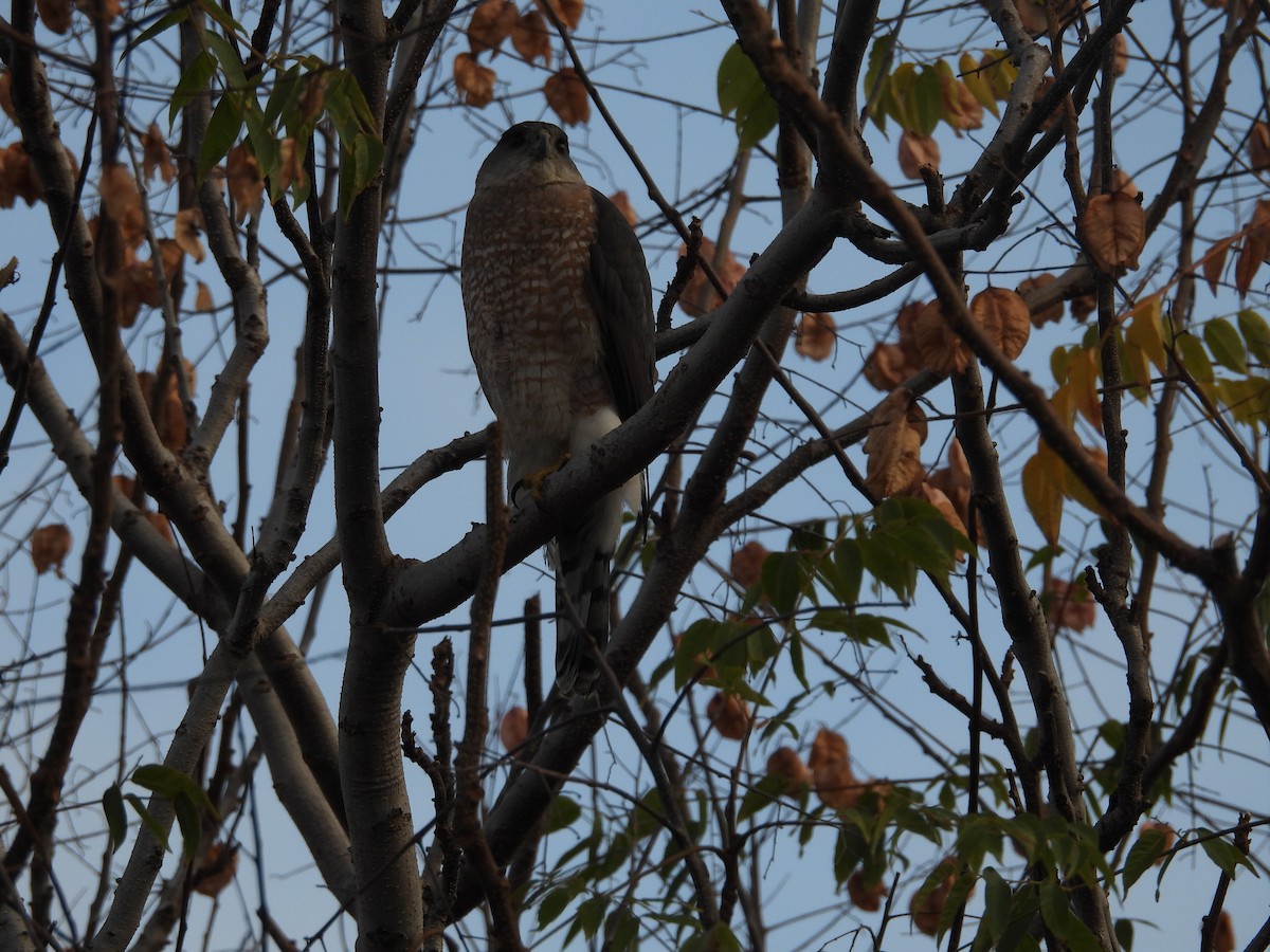 Cooper's Hawk - ML617303652