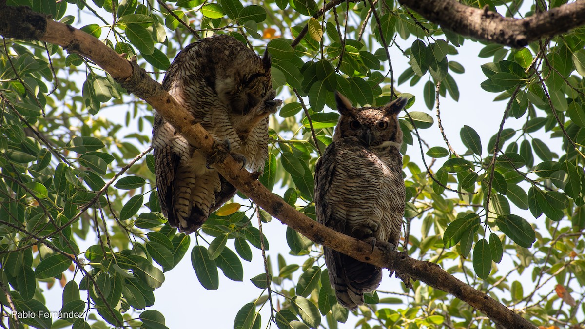 Great Horned Owl - ML617303692