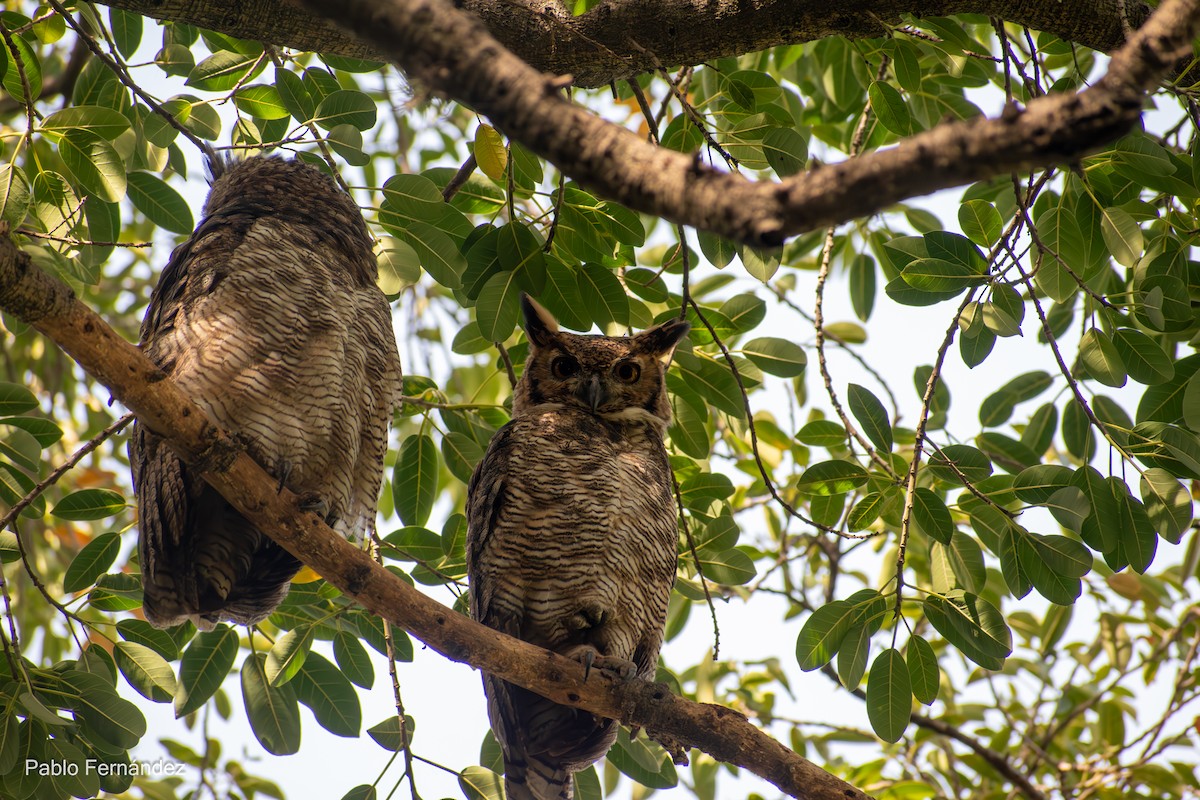 Great Horned Owl - ML617303693