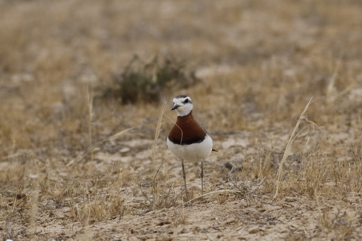 Caspian Plover - ML617303739