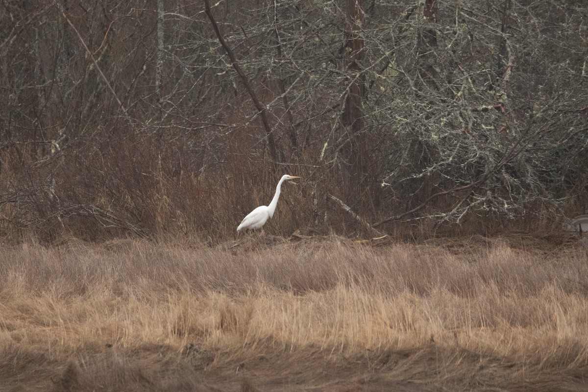 Great Egret - ML617303747