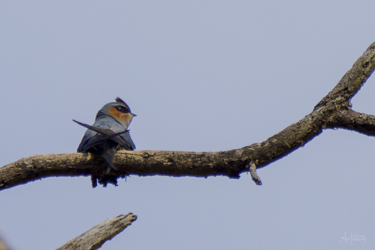 Crested Treeswift - Anu Parthasarathy