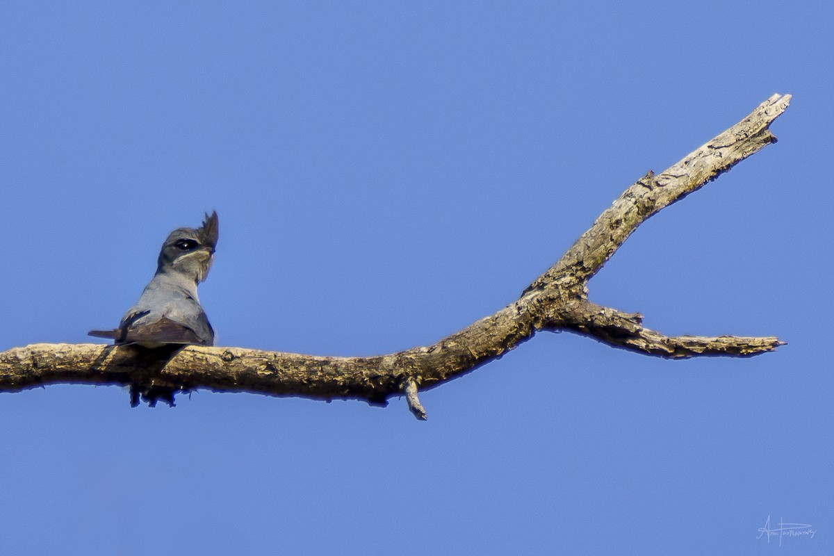 Crested Treeswift - Anu Parthasarathy