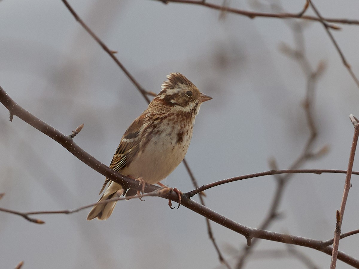 Rustic Bunting - ML617303767