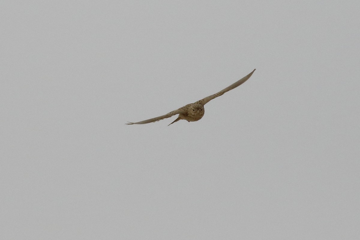 Mediterranean Short-toed Lark - ML617303771