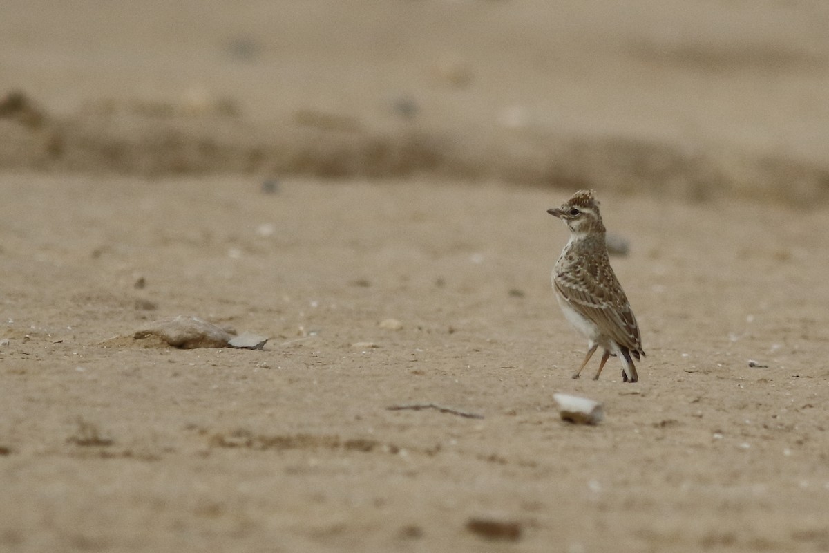 Mediterranean Short-toed Lark - Avi Shneor