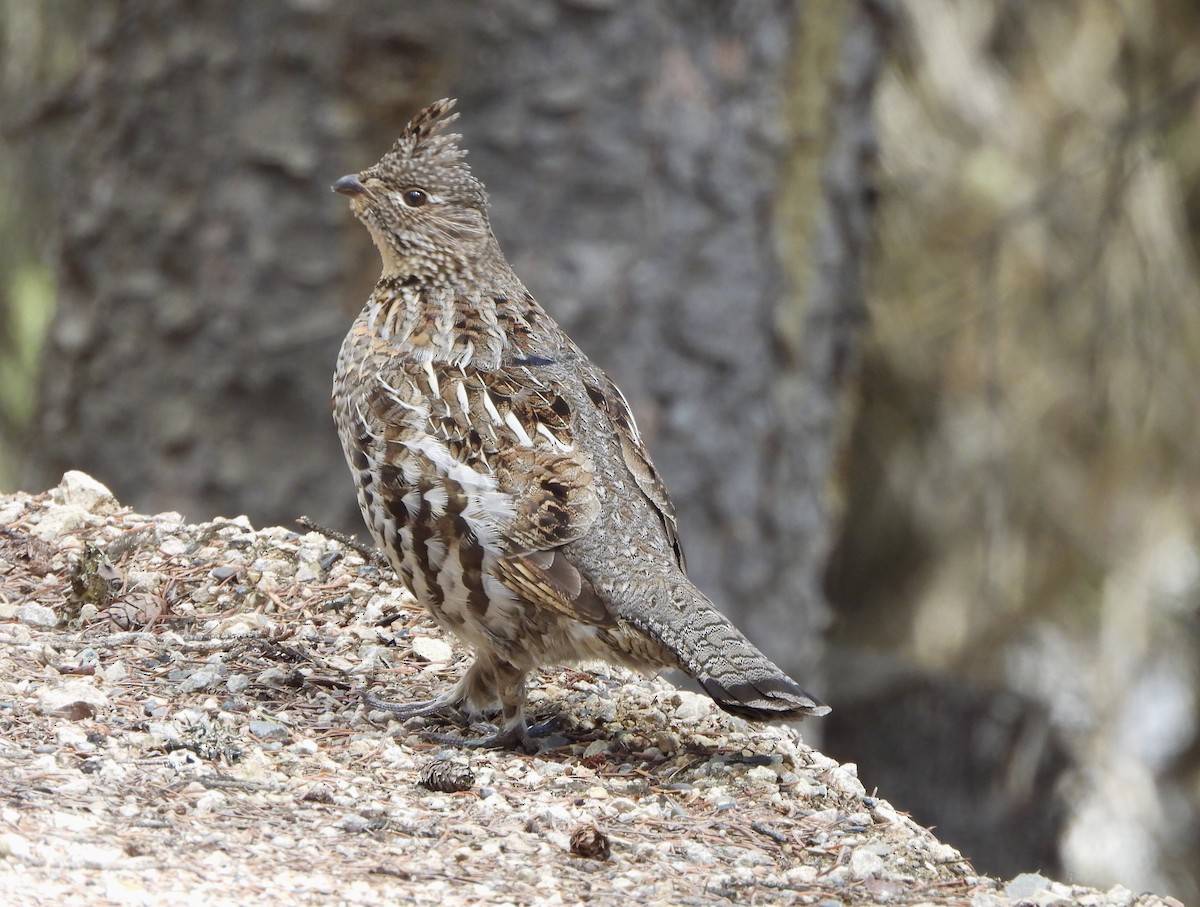 Ruffed Grouse - ML617303794