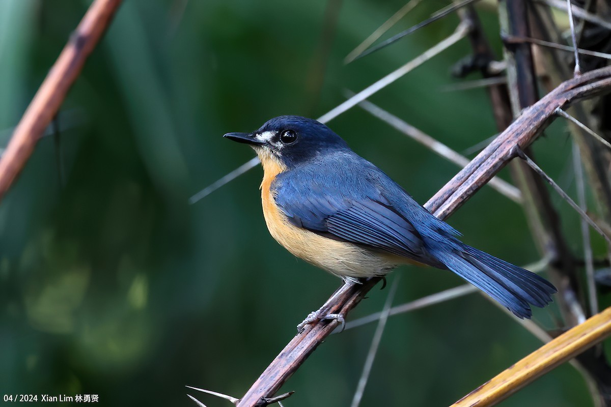 Mangrove Blue Flycatcher - Lim Ying Hien