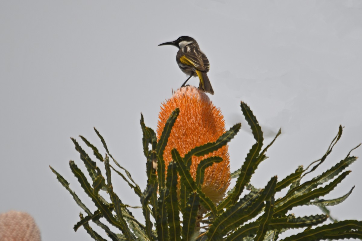 White-cheeked Honeyeater - Philip Karstadt