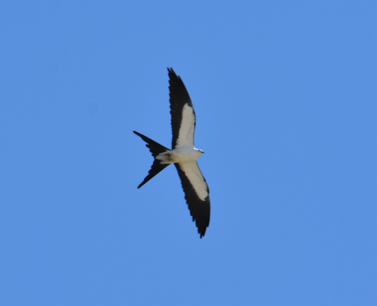 Swallow-tailed Kite - ML617303864