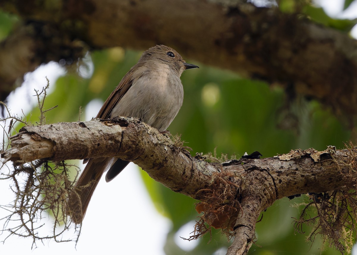 Pale Blue Flycatcher (Unicolored) - ML617303867