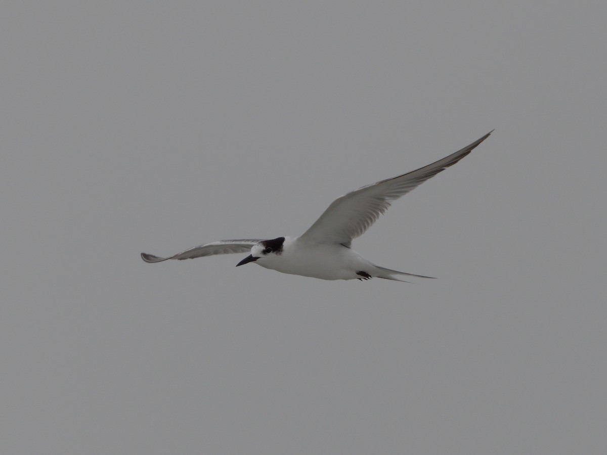 tern sp. - Mike Chen