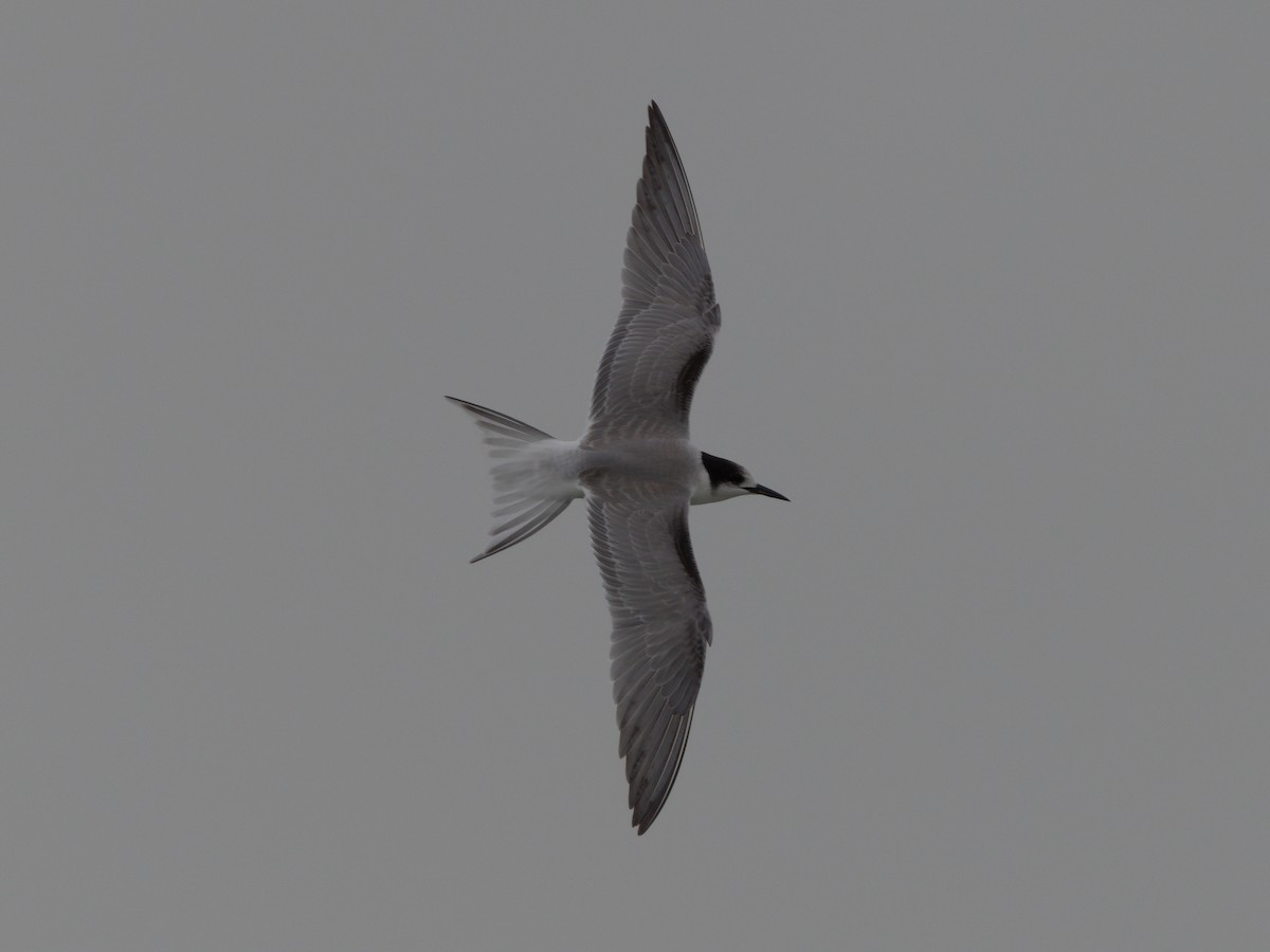 tern sp. - Mike Chen
