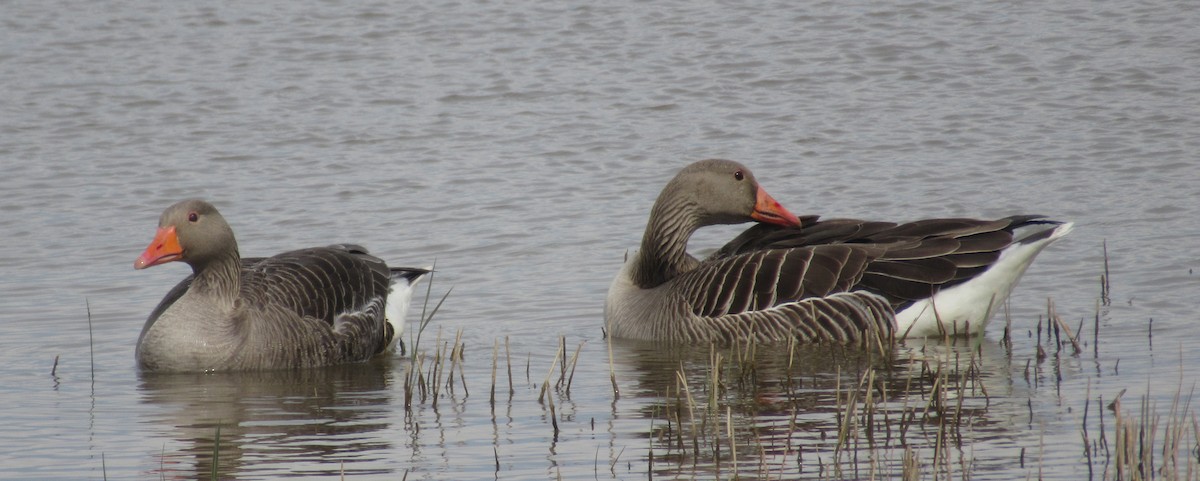 Graylag Goose - K B