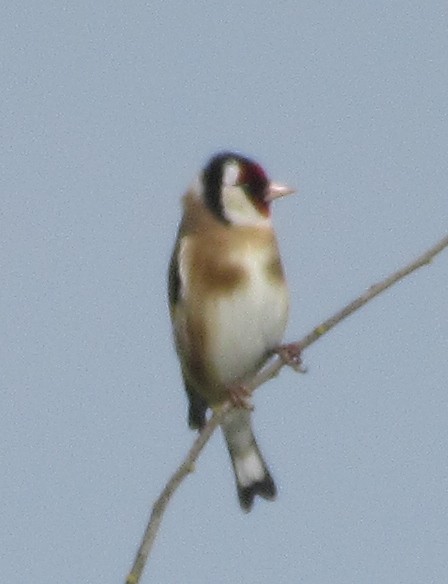 European Goldfinch - K B