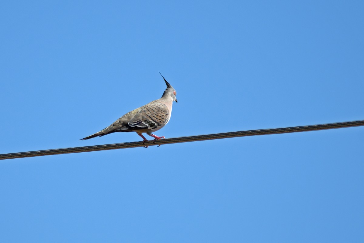 Crested Pigeon - Philip Karstadt