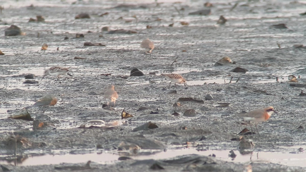 Little Stint - Irene  Dy