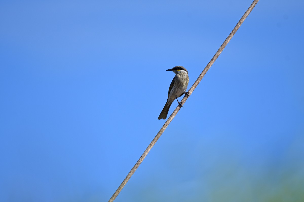 Singing Honeyeater - Philip Karstadt