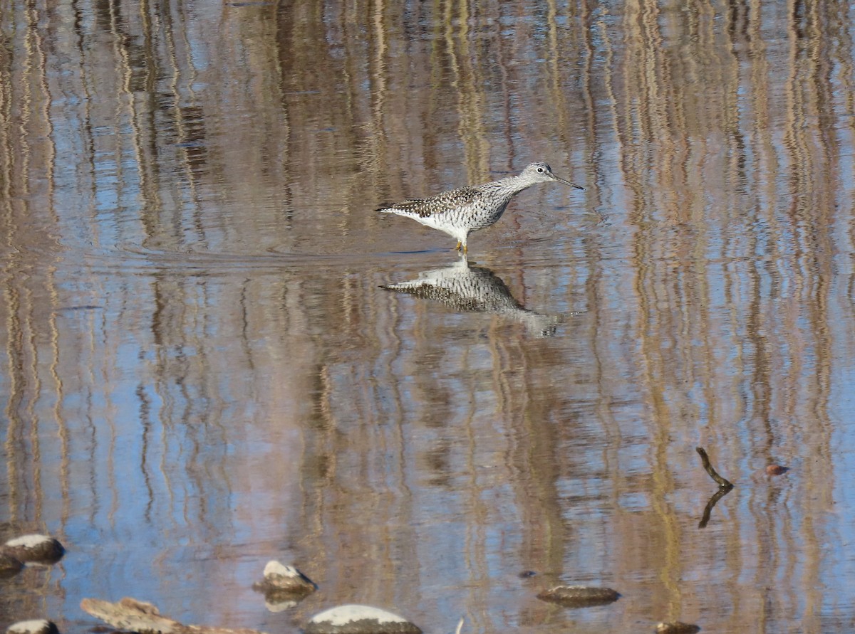 Greater Yellowlegs - ML617304046