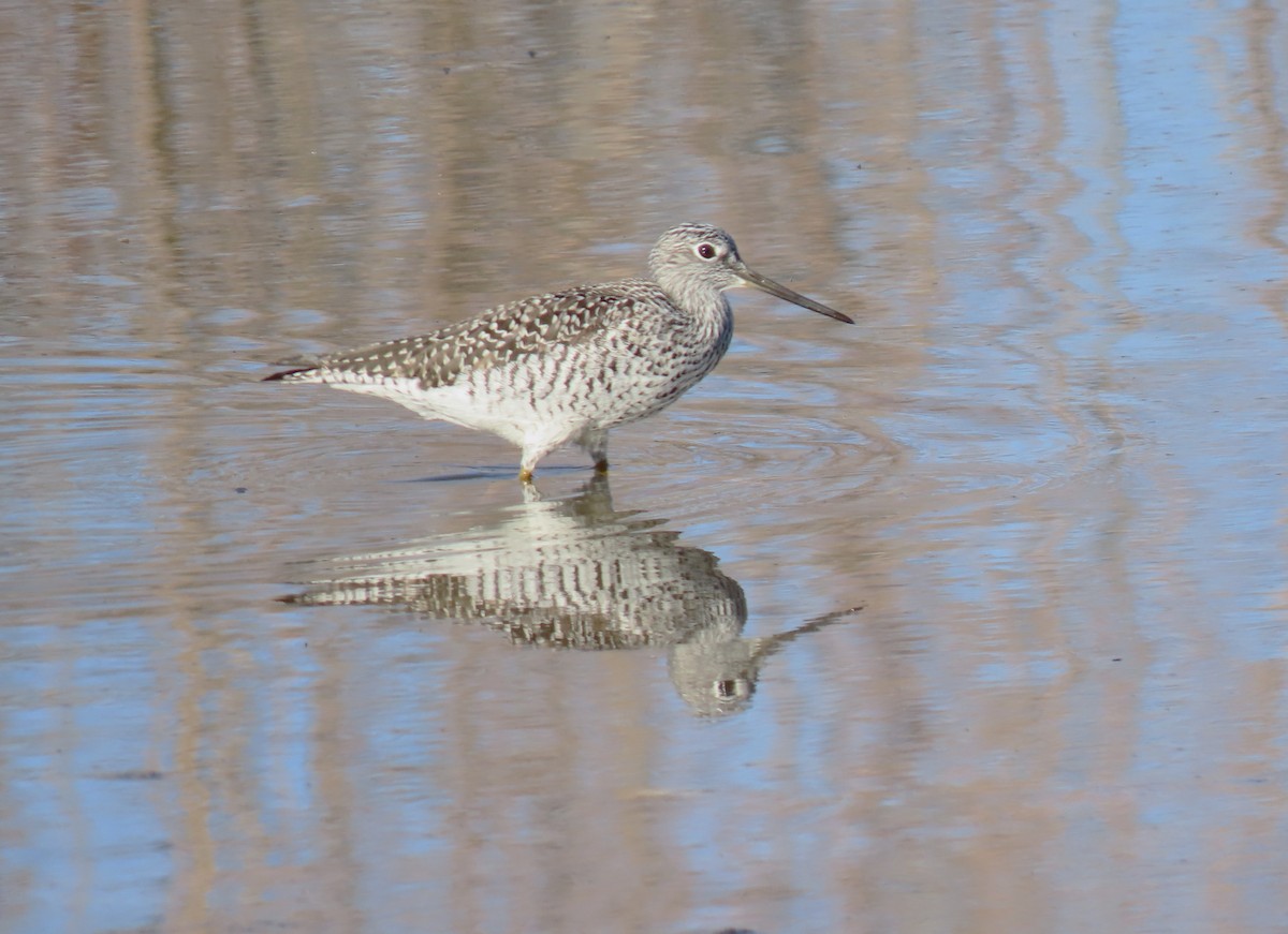 Greater Yellowlegs - ML617304051