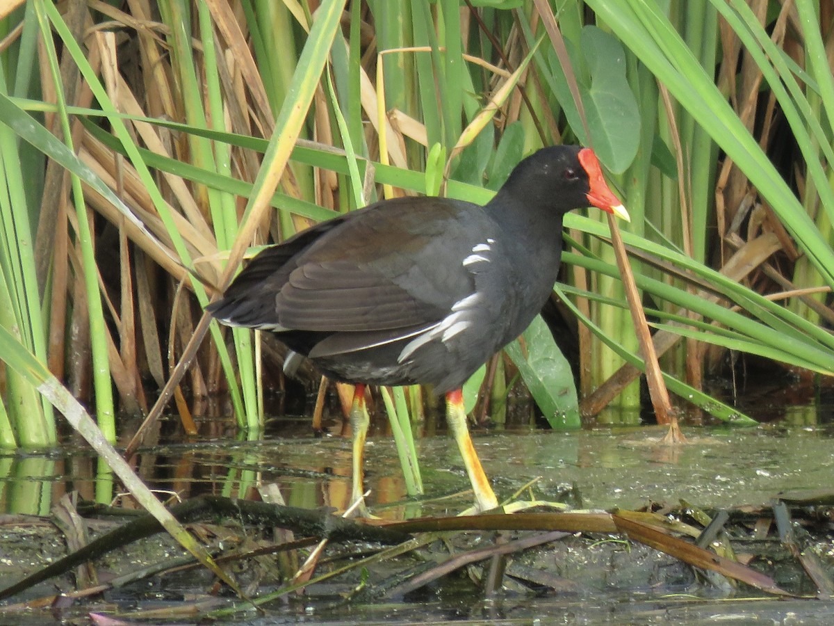 Common Gallinule - ML617304052