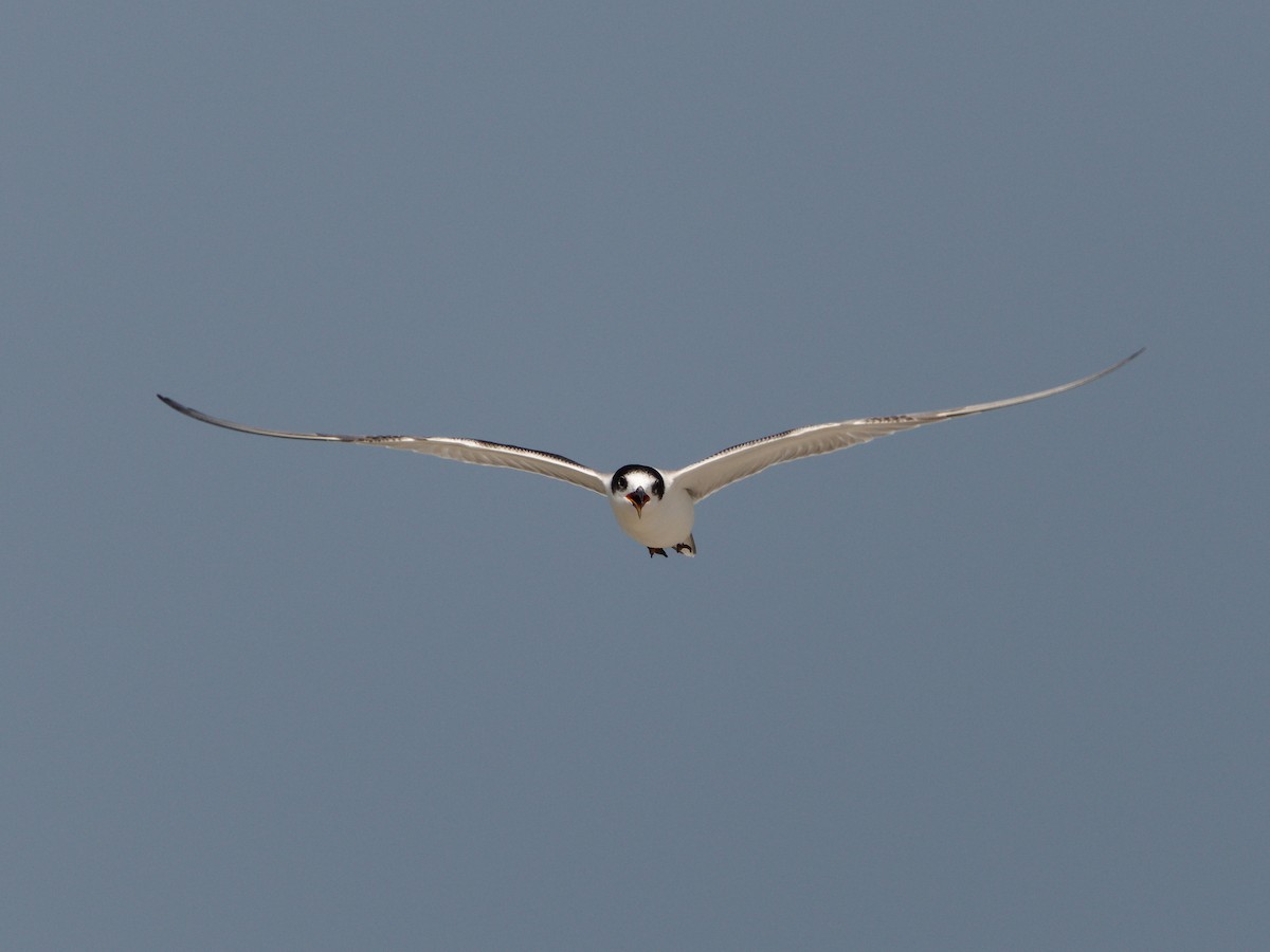 tern sp. - Mike Chen