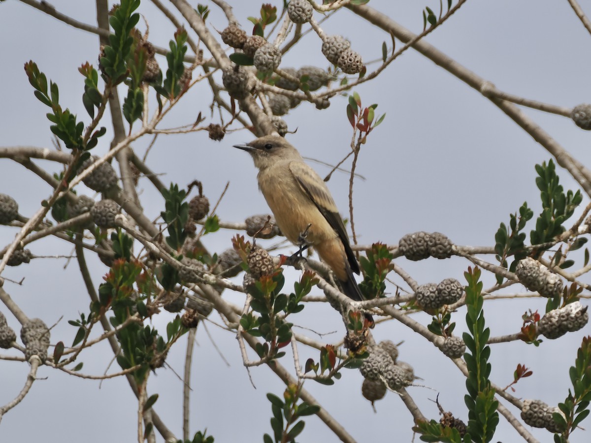 Say's Phoebe - ML617304097